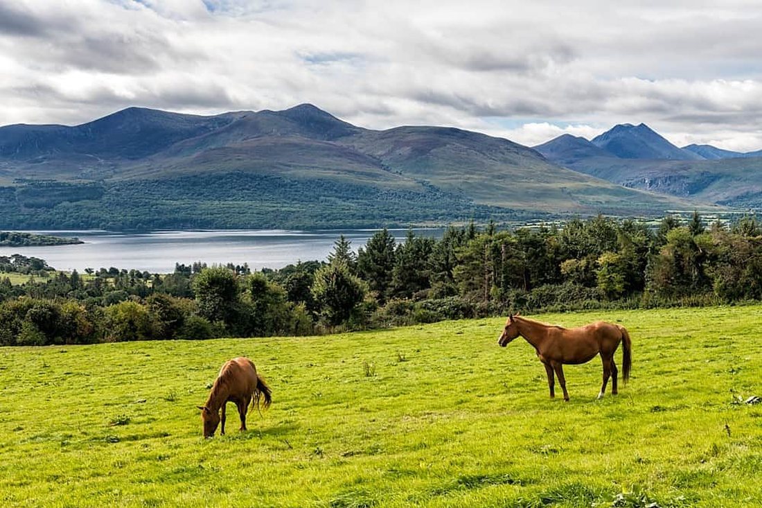 Horses grazing on the hill at Aghadoe, above Lough Leane and the mountains of Killarney National Park