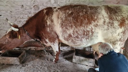 Milking a red-and-white cow by hand