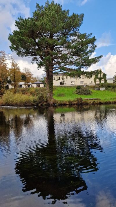 A tall pine tree reflected in still water