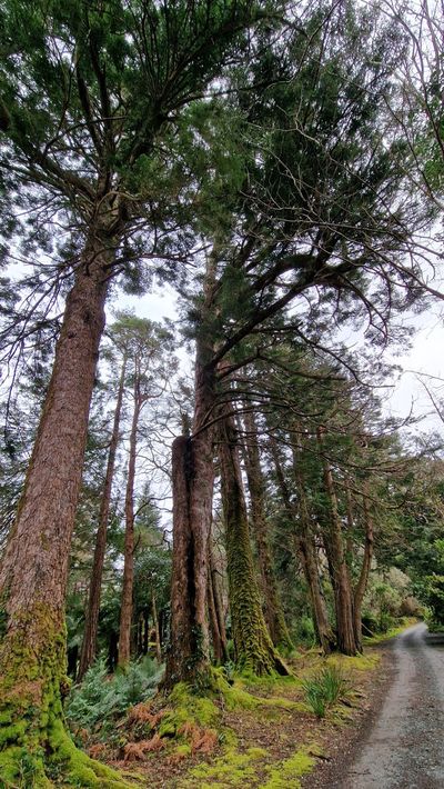 Tall pine trees beside a woodland path