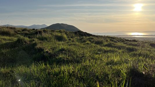 Long grass on the dunes at sunset