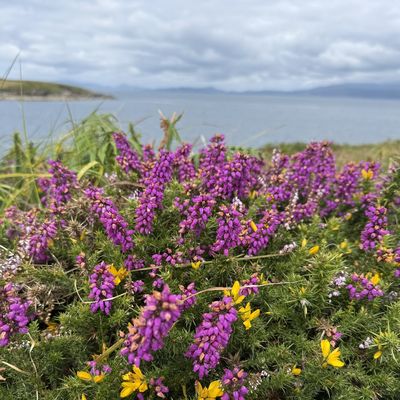 Purple heather and yellow gorse by the sea