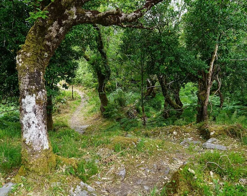 Woodland path on the Glencar to Glenbeigh stage