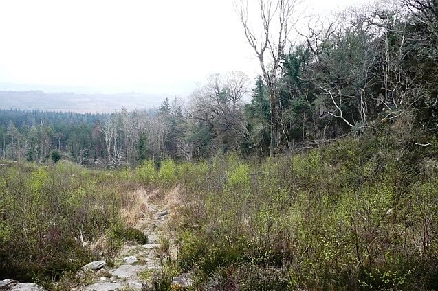 Mossy oak woodland in Lickeen Wood