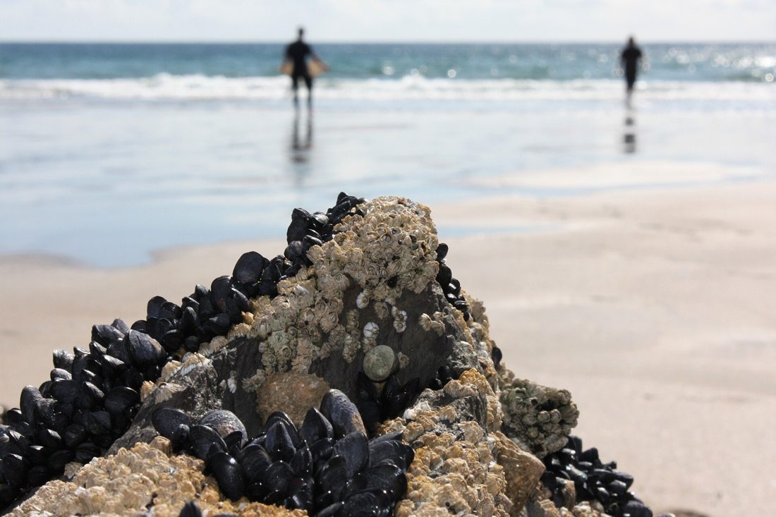 Mussels and barnacles on a rock at the edge of a Kerry beach