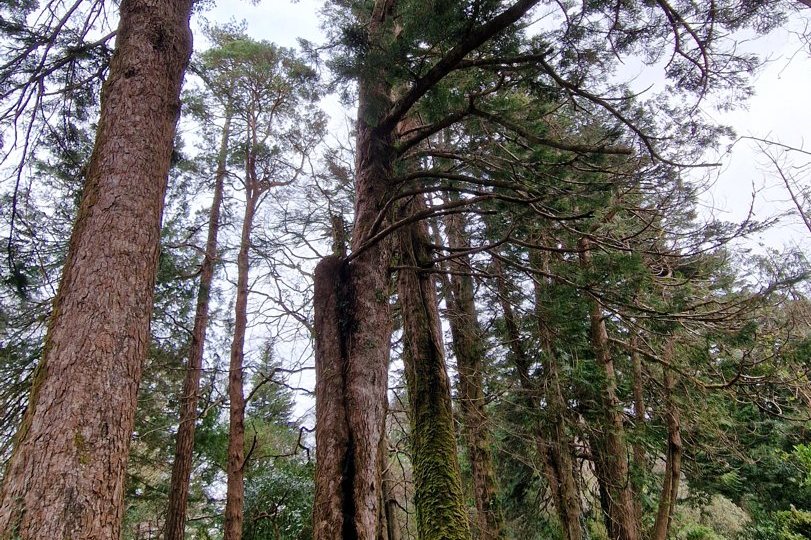 Tall pine trees beside a woodland path