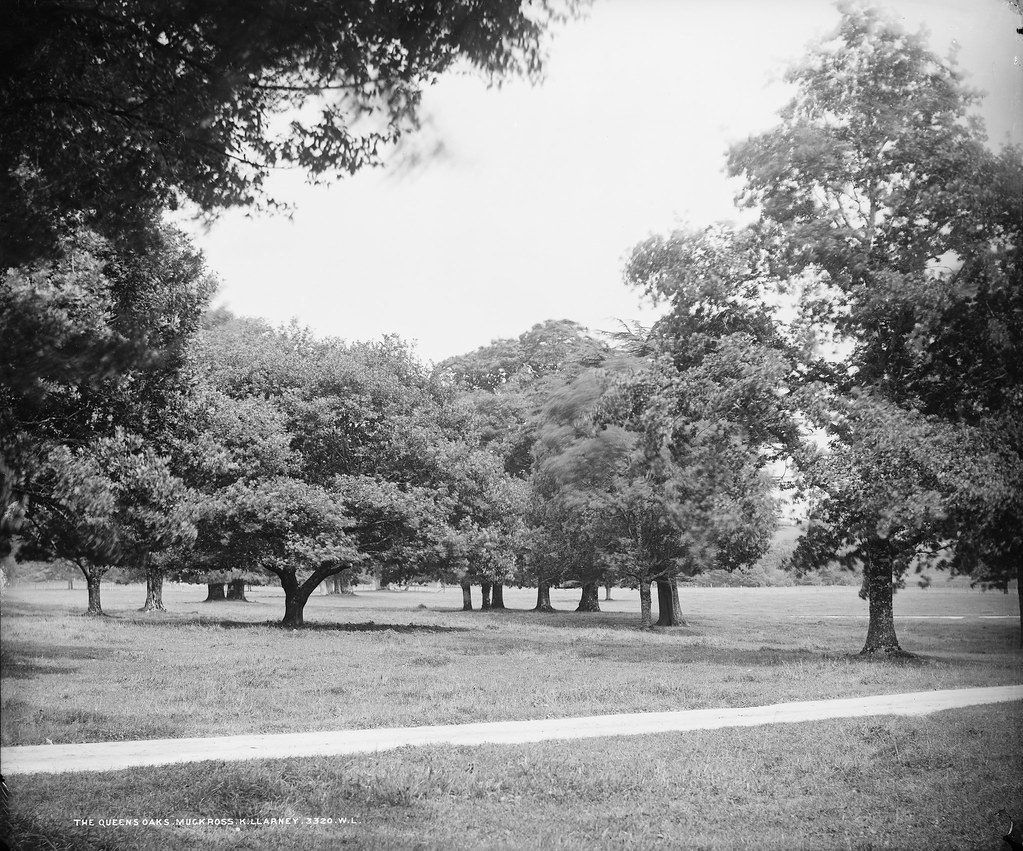 The Queen’s Oaks, Muckross, about 1865–1914