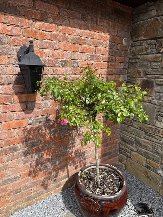 A small potted tree beside the brick and stone wall at the entrance