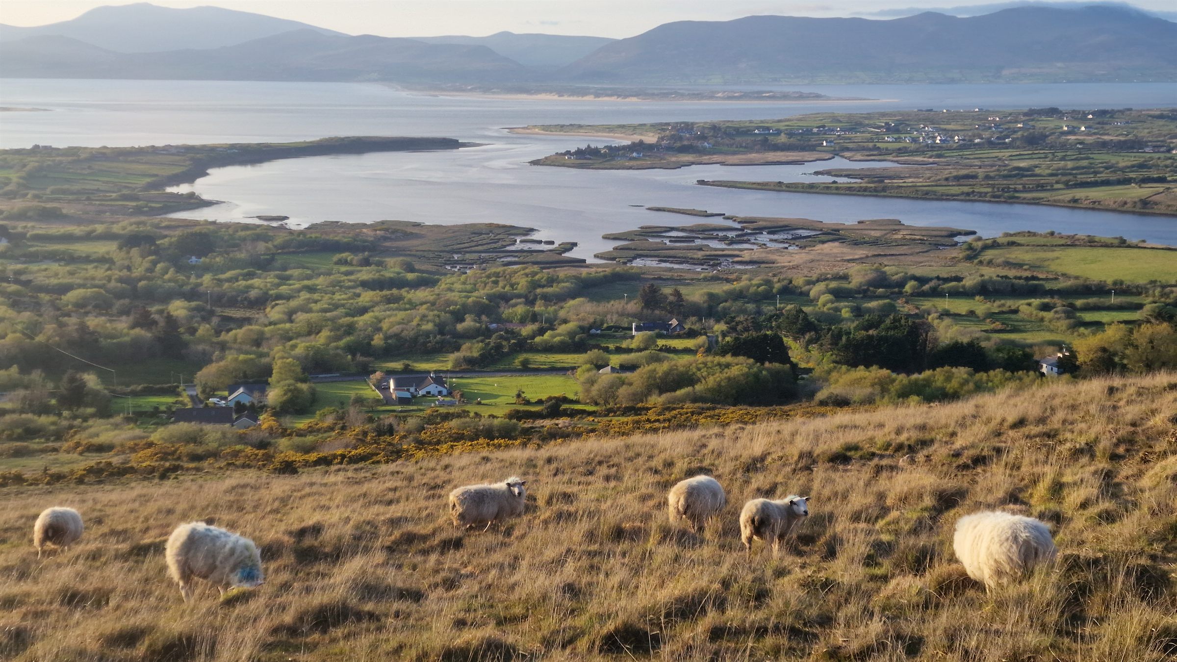 Sheep grazing on a hillside above Glenbeigh, looking out over the bay to the mountains